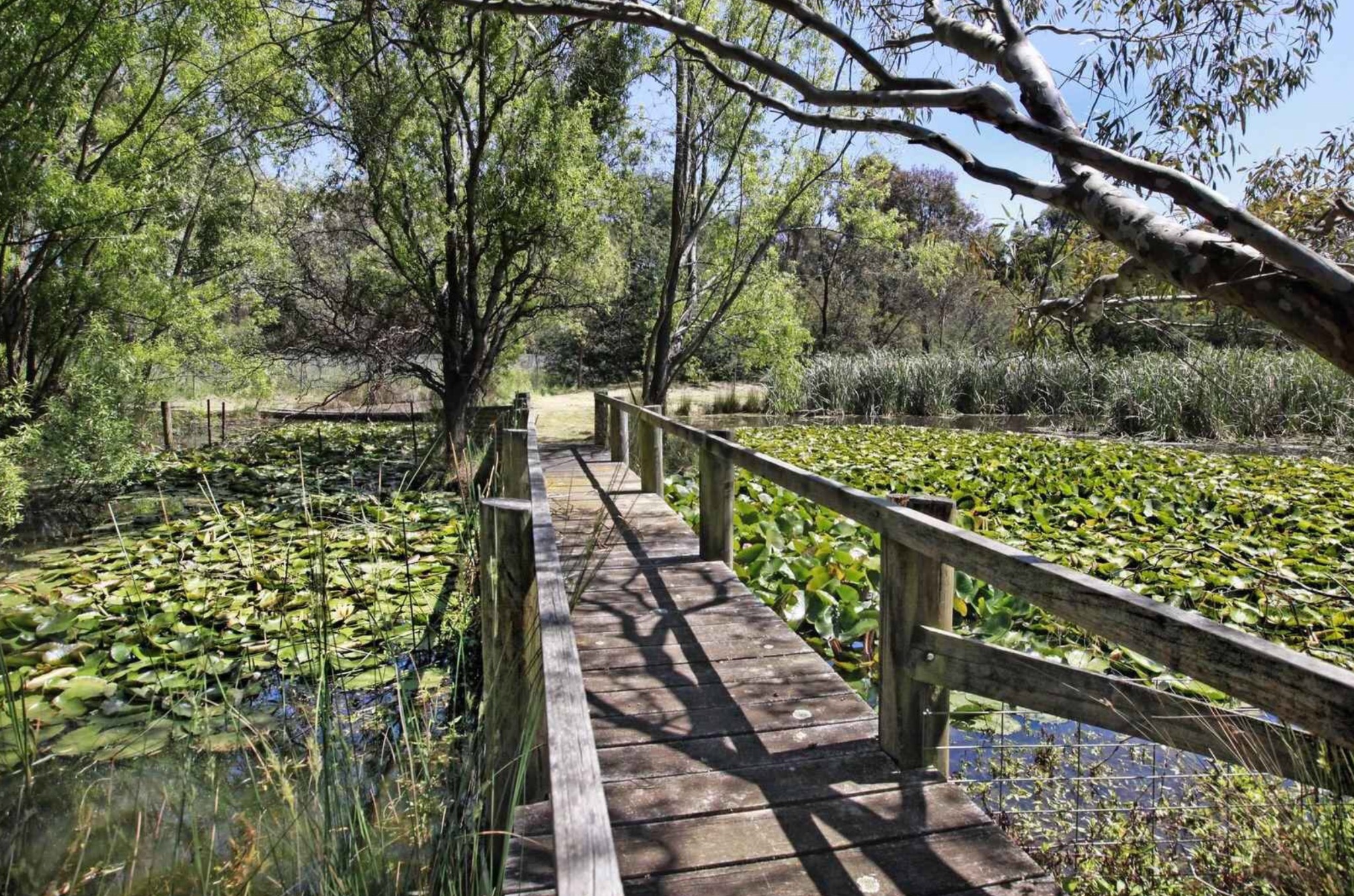Wooden boardwalk over lily pads at Dogs Wonderland lake