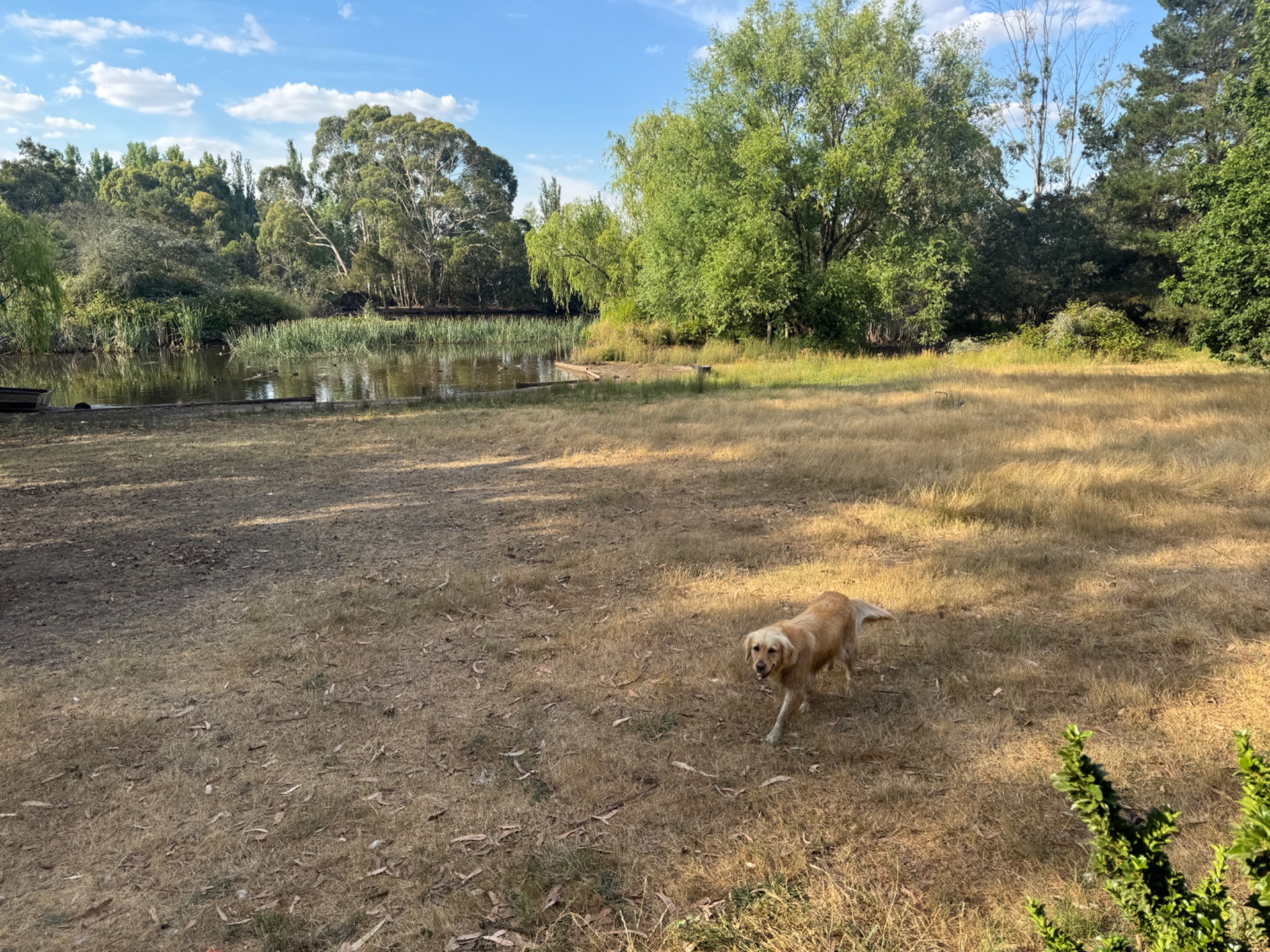 A golden retriever exploring the open paddock beside the lake