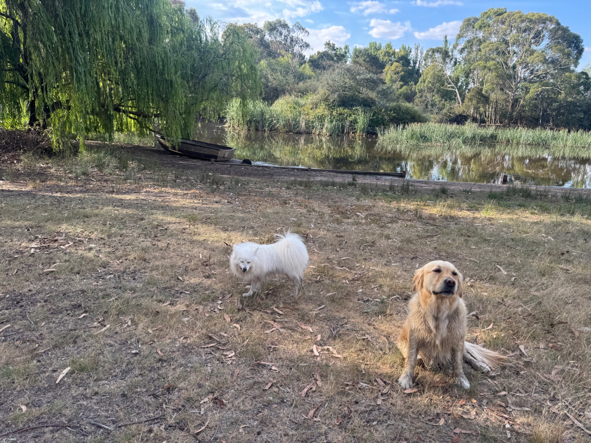 Two dogs enjoying the lakeside at Dogs Wonderland farm in Kyneton