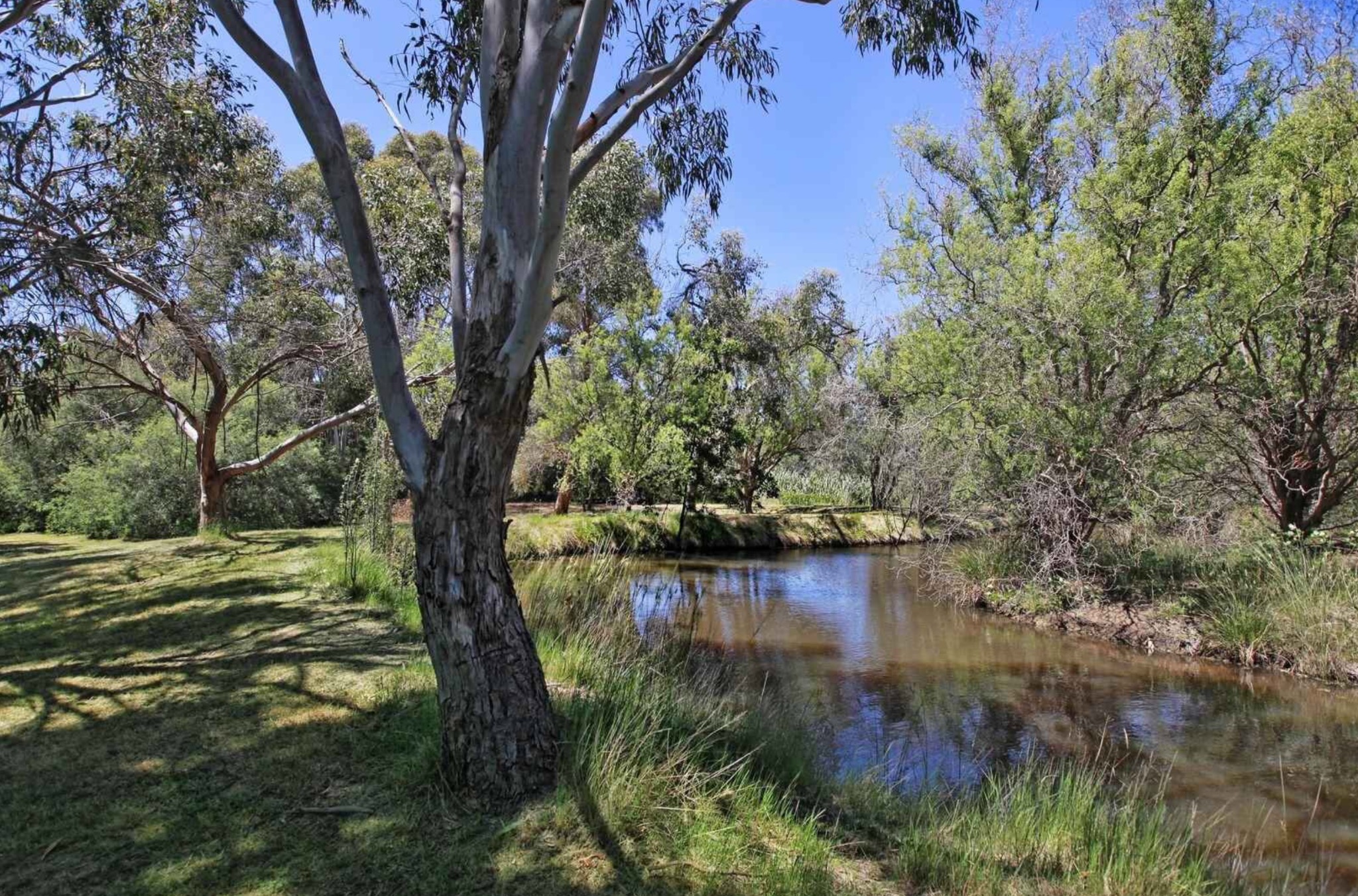 Gum tree beside the creek at Dogs Wonderland farm